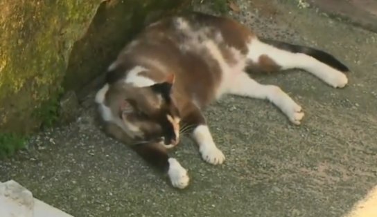 Vídeo: mortandade de gatos preocupa moradores do bairro da Federação; briga de vizinhos seria causa  