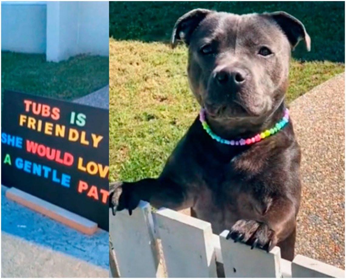 Cachorra viraliza com placa que pede para receber carinho em portão de casa; vídeo