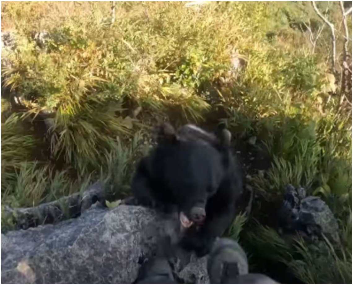 Susto! Alpinista grava momento em que é atacado por um urso durante escalada no Japão; veja vídeo  