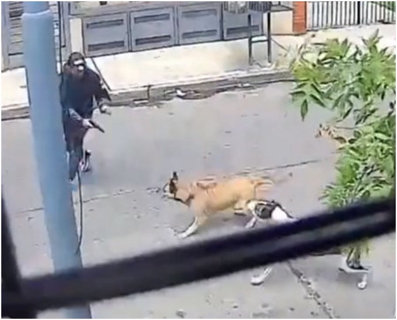 Anjo de 4 patas: cães de rua colocam bandidos para correr e impedem assalto; veja vídeo