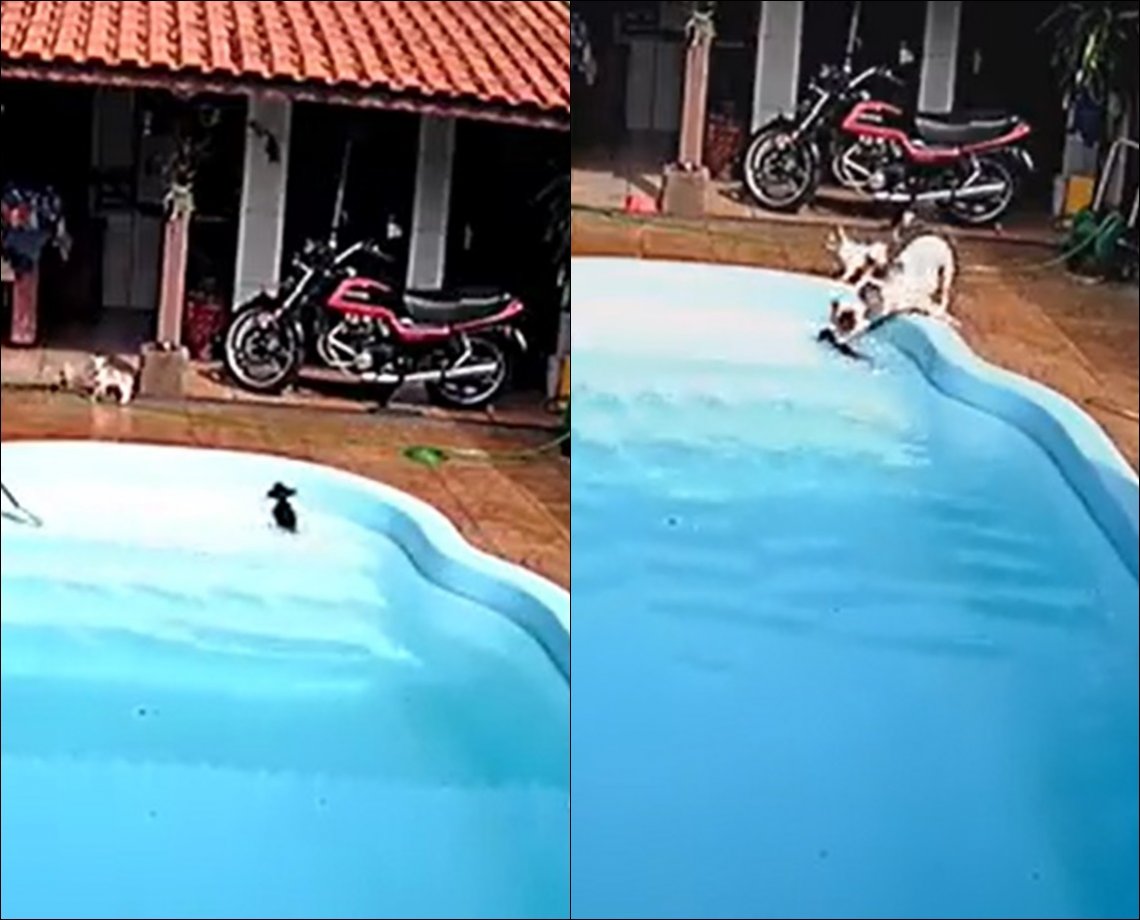 Pitbull salva “irmão” chihuahua de afogamento após pequeno cair em piscina