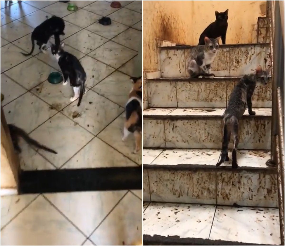 Idosa sofre "golpe do gato" em Salvador e vê número de animais subir de 12 para 80 dentro da própria casa 