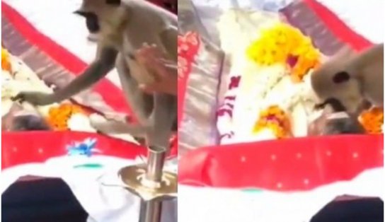 Macaco vai a funeral de homem que costumava alimentá-lo, acaricia amigo e vídeo emociona; assista