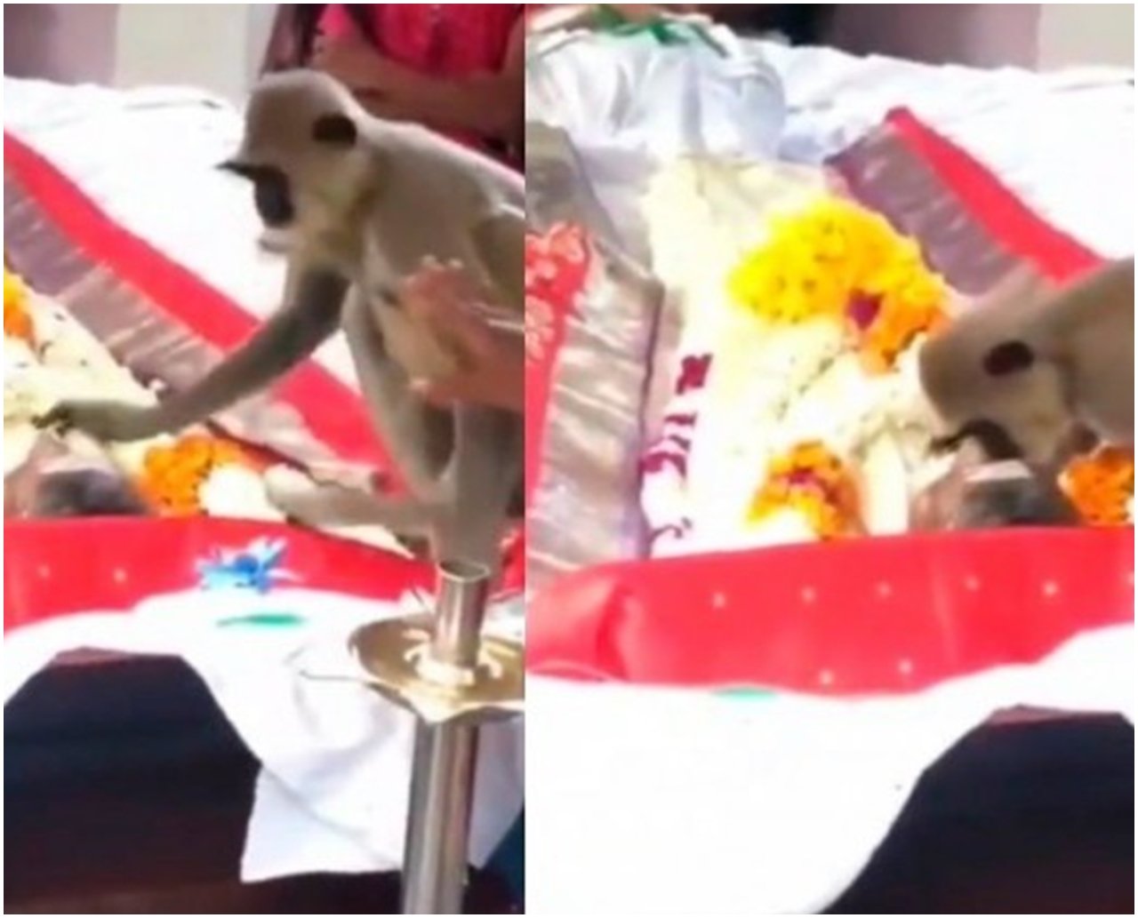 Macaco vai a funeral de homem que costumava alimentá-lo, acaricia amigo e vídeo emociona; assista