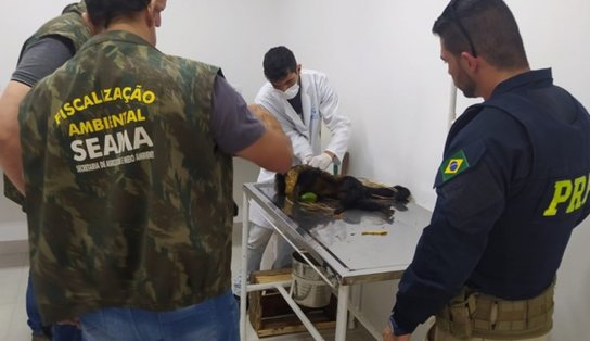 Macaco prego é encontrado ferido após atropelamento e é resgatado com vida no sudoeste da Bahia 