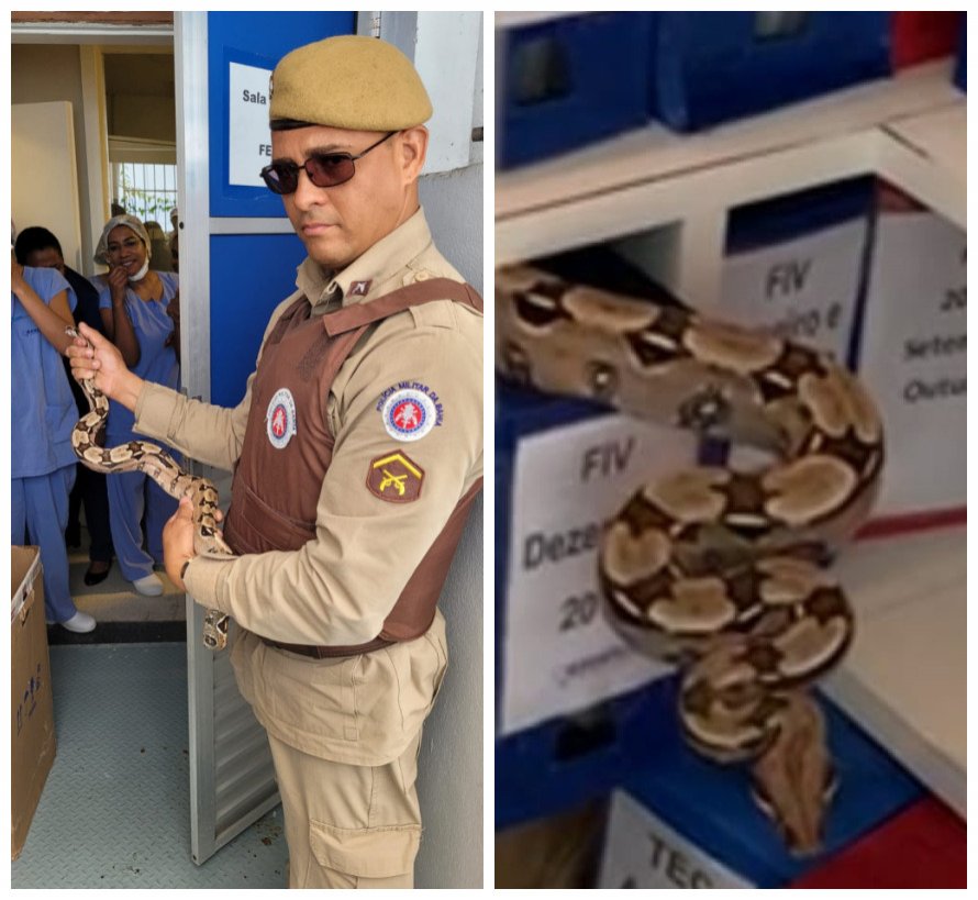 Cobra entra em clínica em Ondina, em Salvador, e é resgatada pela Polícia Militar