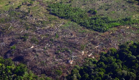 Fundo Amazônia deve ser reativado nos próximos 60 dias, define STF