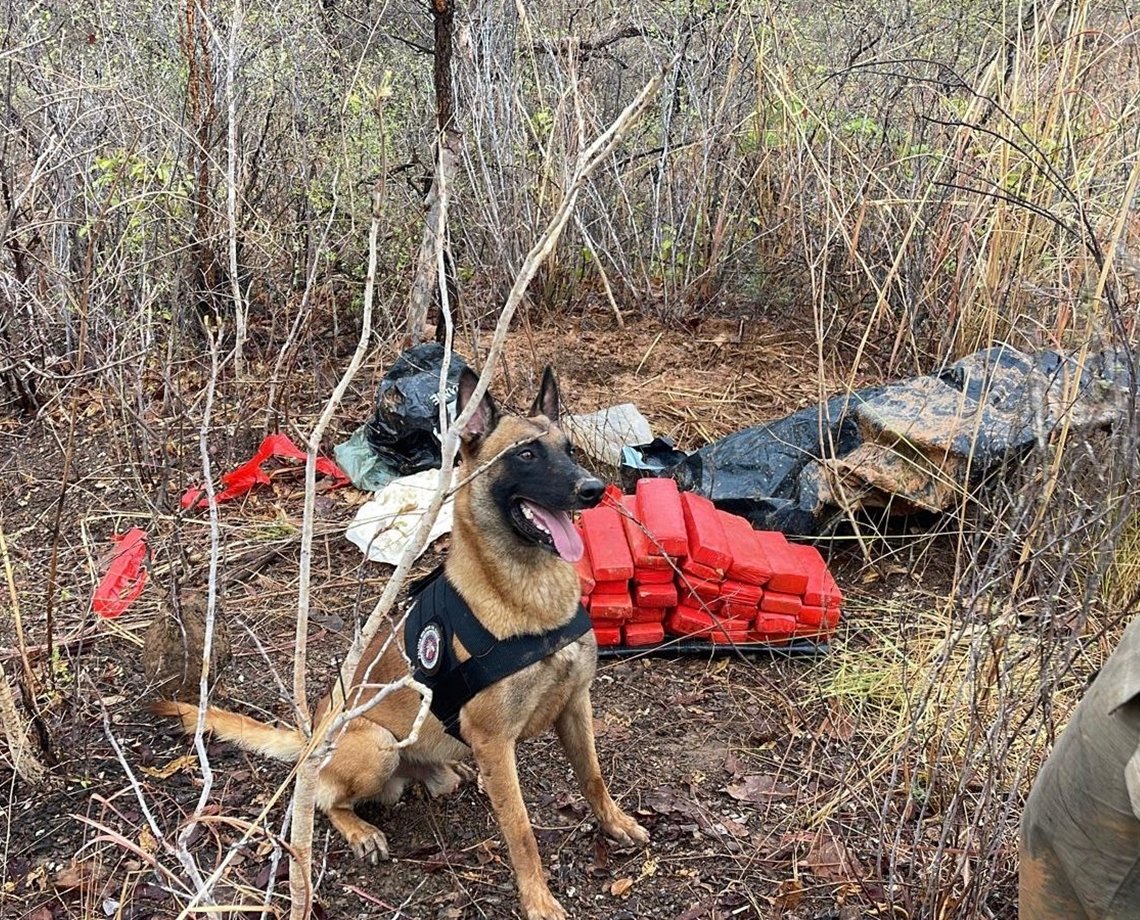 Vídeo: Faro aguçado de doguinho encontra 40 kg de maconha enterrados em Barreiras