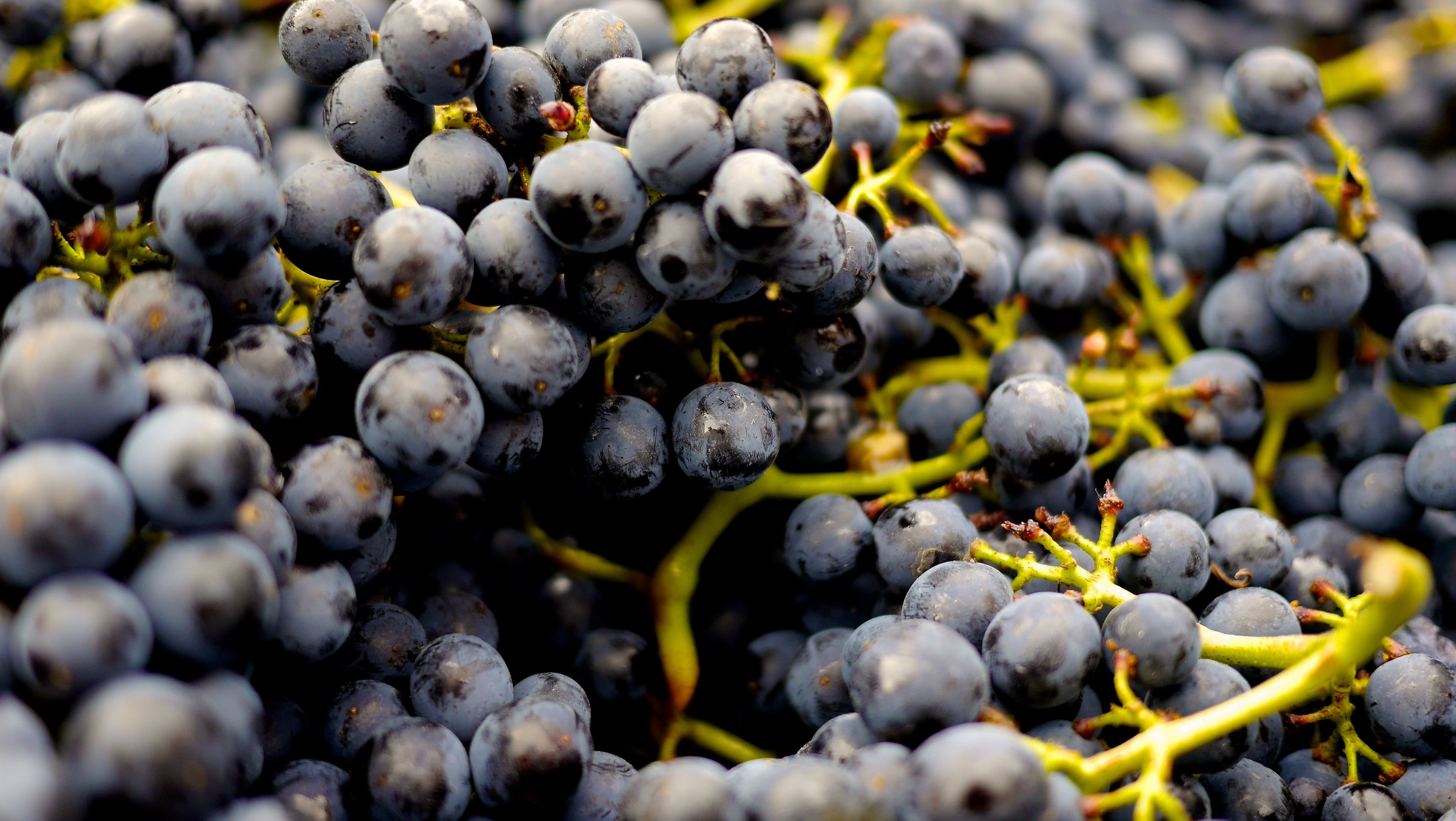 Vinhos de cidades baianas do Vale do São Francisco recebem selo de indicação geográfica