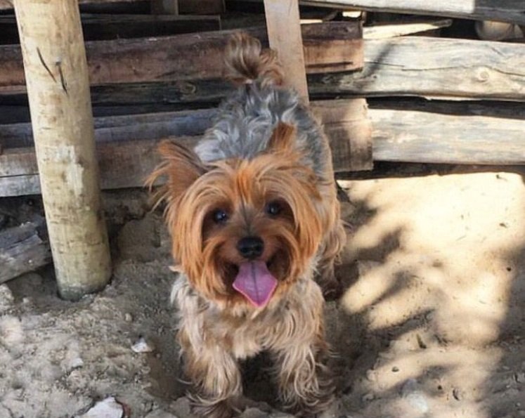 Câmera flagra cachorro da raça Yorkshire sendo roubado em Lauro de Freitas; saiba como ajudar 