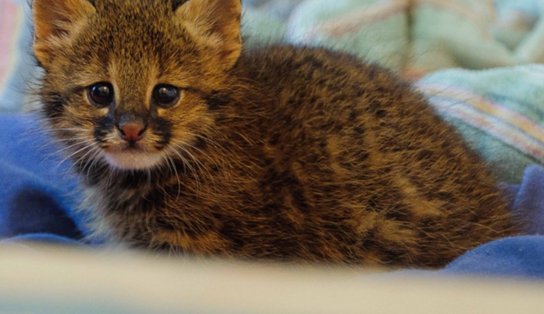 Bichos de pelúcia ajudam a acolher animais silvestres resgatados; Ibama recebe doações em Salvador