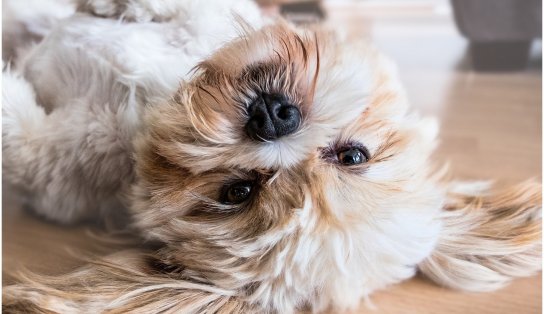 Novembro Azul Pet: universidade em Salvador promove rastreamento gratuito em cães e gatos machos