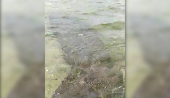 Extinto na Bahia, peixe-boi vira "amigo" de pescadores em Itapuã; assista 