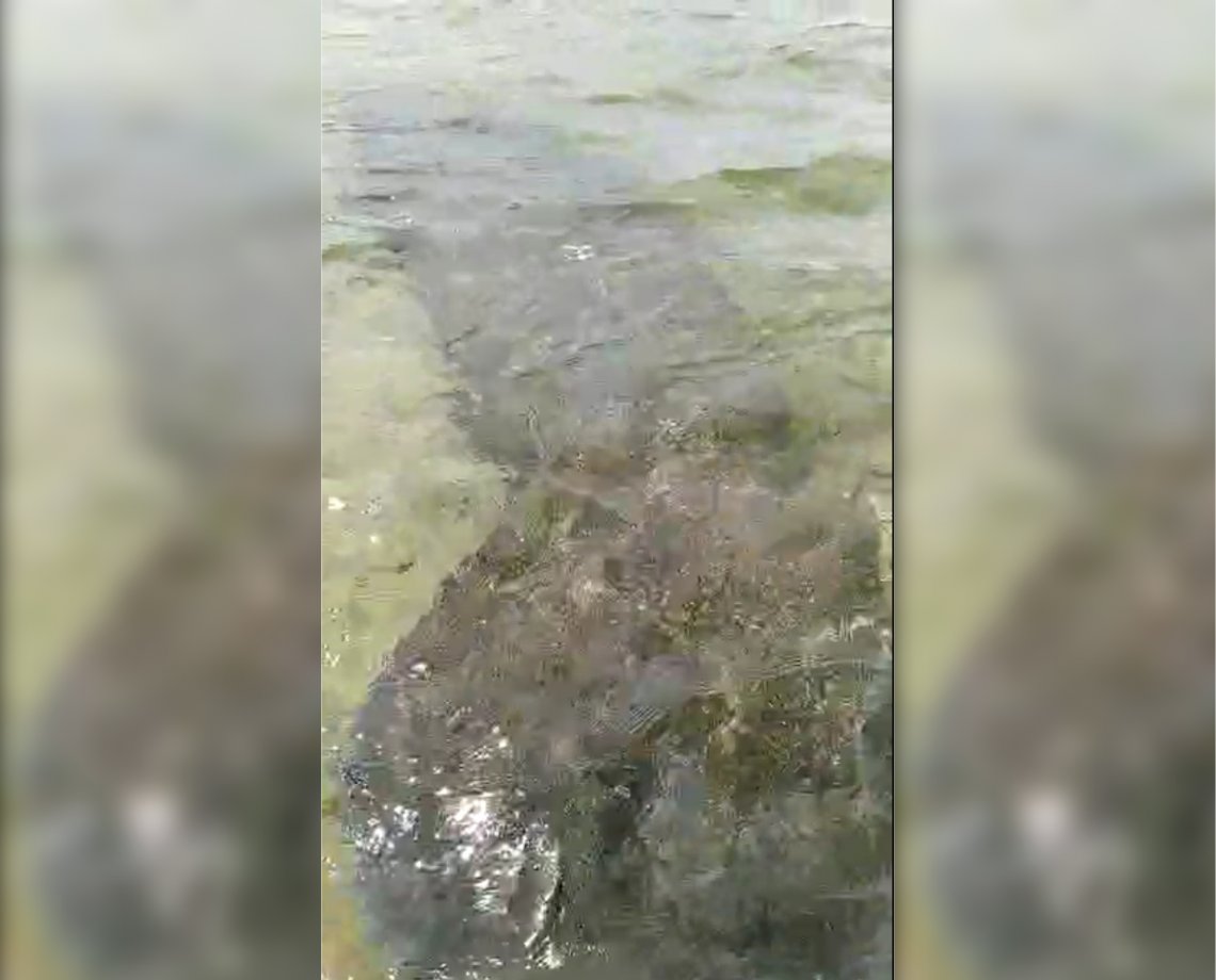 Extinto na Bahia, peixe-boi vira "amigo" de pescadores em Itapuã; assista 