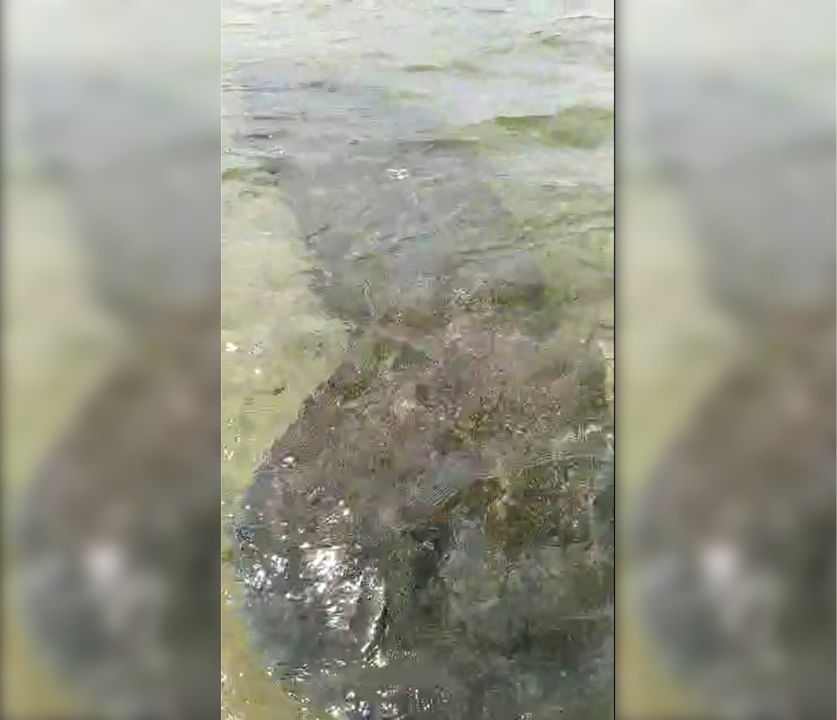 Extinto na Bahia, peixe-boi vira "amigo" de pescadores em Itapuã; assista 