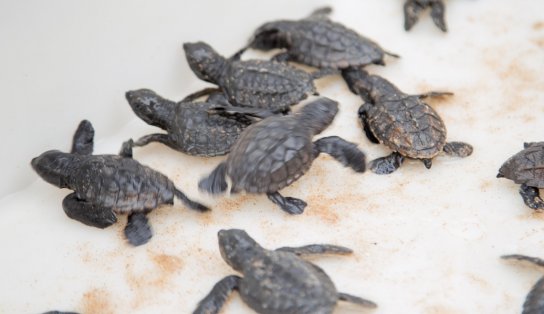 Ação ajuda a preservar área de tartarugas marinhas em Stella Maris antes do período de desova