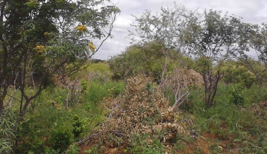 Mais de oito mil pés de maconha são encontrados Curaçá