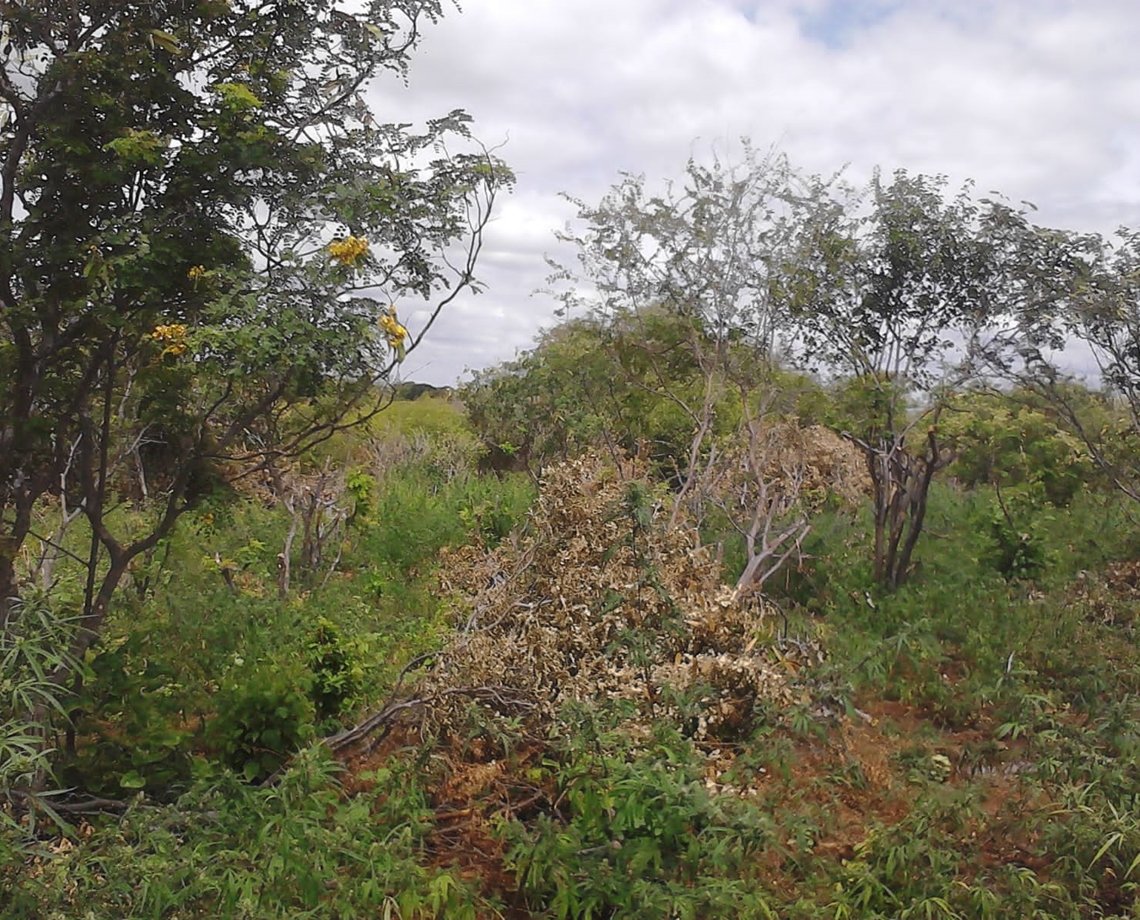 Mais de oito mil pés de maconha são encontrados Curaçá