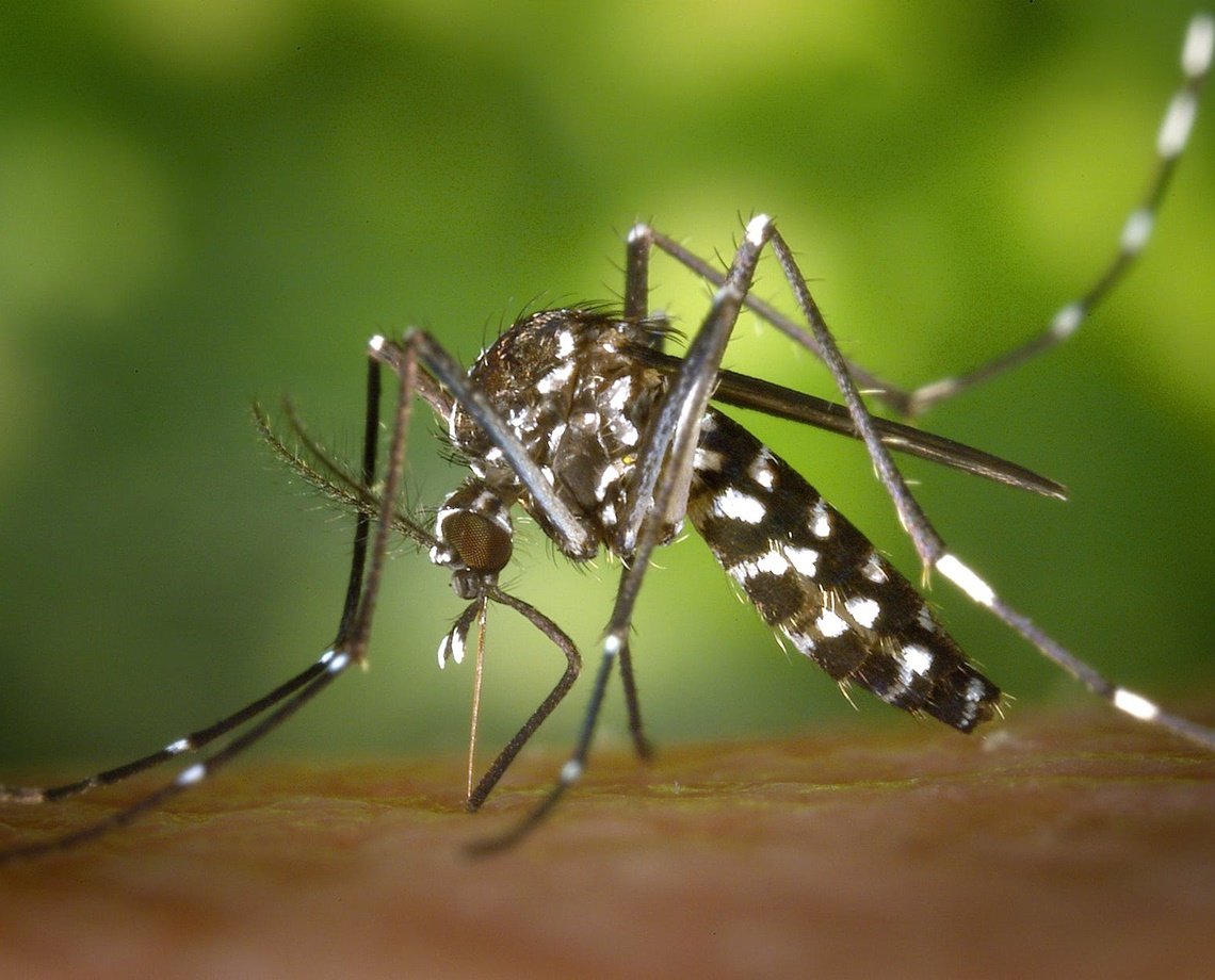 Salvador, Feira de Santana e Camaçari devem receber 120 mil doses de vacina contra a dengue