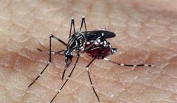 Combate a dengue é intensificado nesta quinta-feira (21) em Salvador