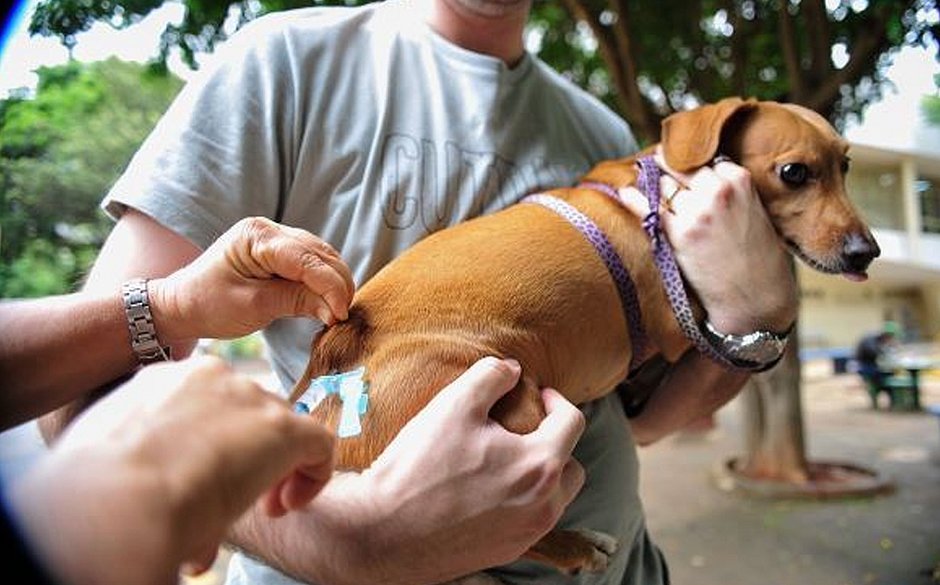 Animais de estimação serão vacinados contra a raiva em shoppings de Salvador neste fim de semana; confira os pontos