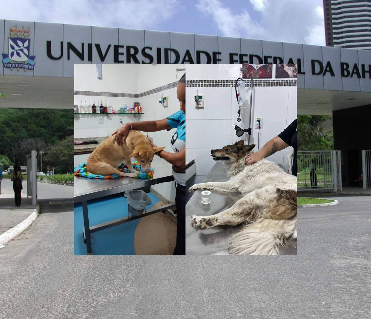 UFBA investiga envenenamento de cadelas no campus de Ondina