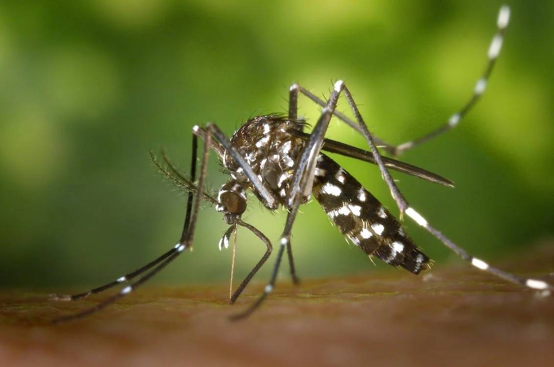 Bairros de Salvador recebem ação de combate à dengue, zika e chikungunya neste sábado