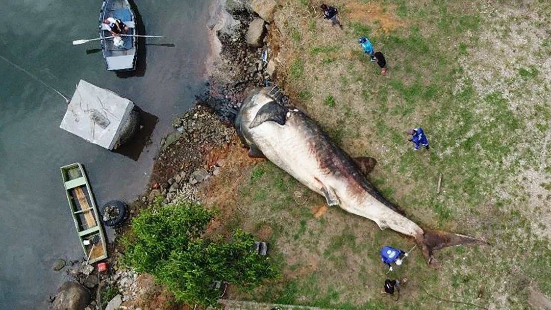 Com 12 toneladas, maior peixe de mundo é encontrado no Espírito Santo