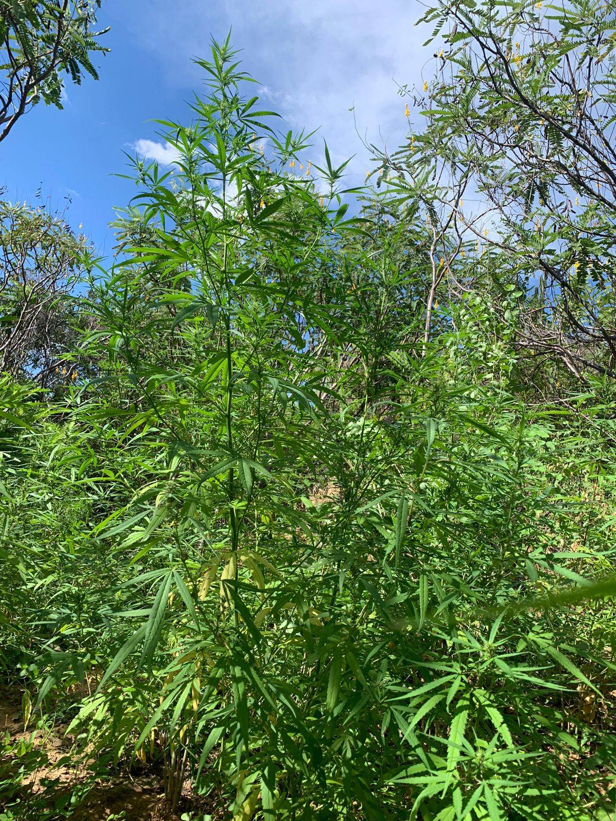 Plantações com 16,2 mil pés de maconha são erradicadas em Curaçá