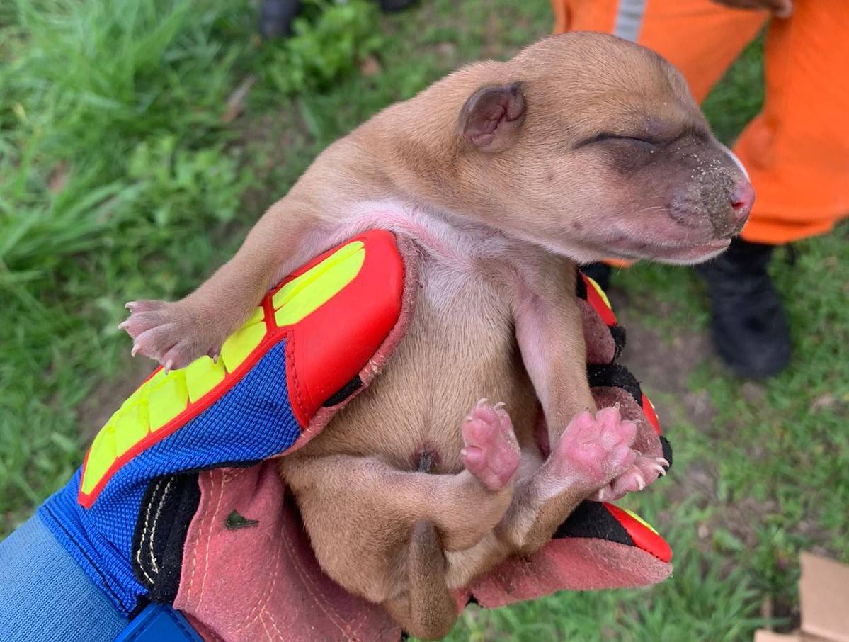 Seis filhotes de cachorro são resgatados por bombeiros em Camaçari; vídeo