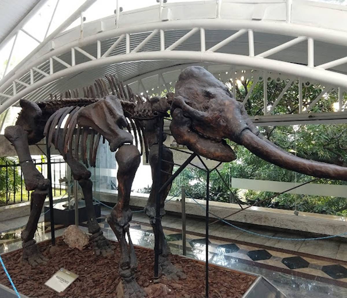 Museu Geológico da Bahia completa 48 anos de história