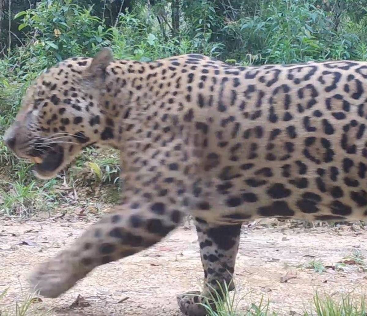 Pesquisadores monitoram comportamento de onças na Amazônia; fotos surpreendem