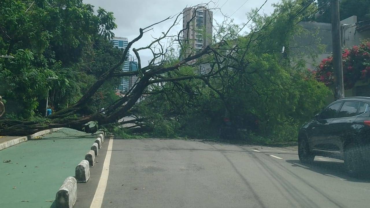 Com chuva forte, ao menos três árvores caem em vias de Salvador