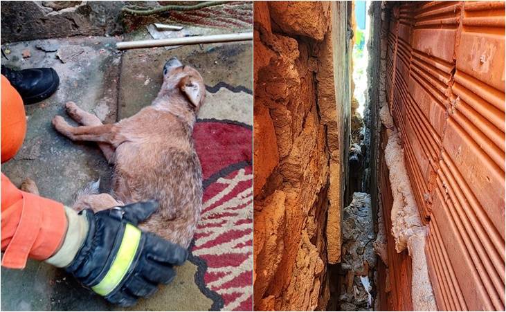 Cachorro é resgatado por bombeiros após ficar preso entre paredes