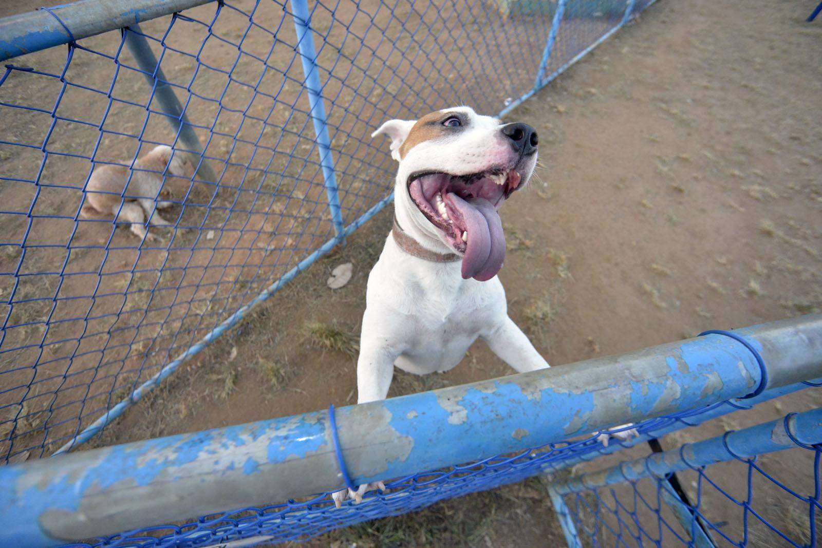 Salvador terá 54 Dog Parks até o fim de 2023, anuncia Prefeitura