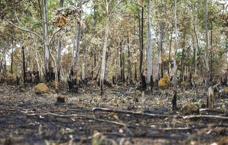 Brasil queimou área equivalente a Colômbia e Chile entre 1985 e 2022; aponta estudo