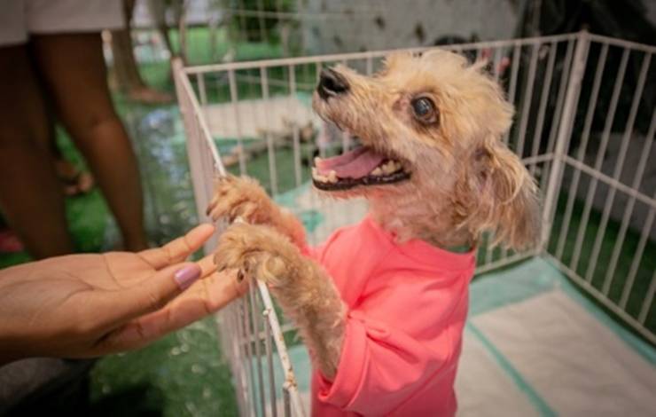 Sábado tem Feira de Adoção de pets no Salvador Norte