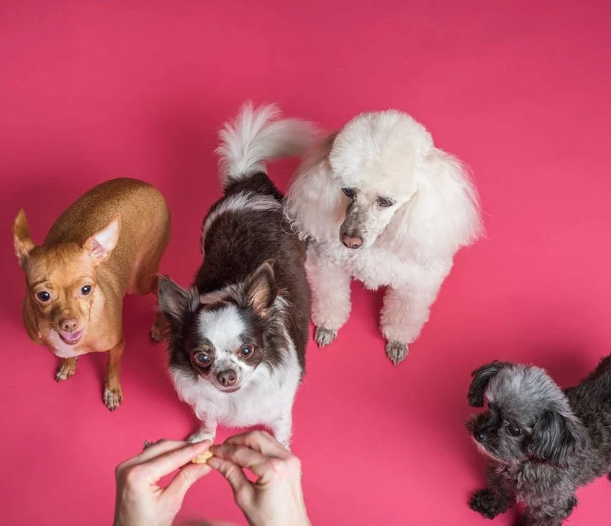 Estressado com seu amiguinho? Saiba a maneira correta de corrigir o mau comportamento dos pets