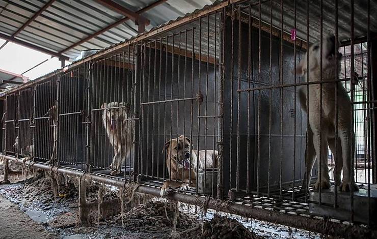 Coreia do Sul tenta proibir carne de cachorro e produtores ameaçam soltar 2 milhões de cães nas ruas