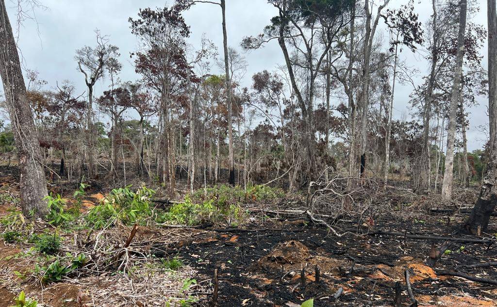 Crime ambiental: homem é flagrado com motosserra e 70 metros cúbicos de madeira em Ibicoara