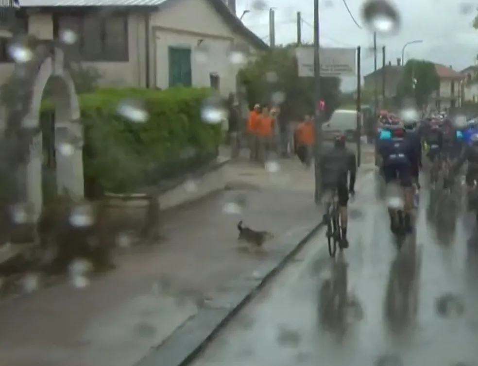 Campeão Mundial de ciclismo vai ao chão após sofrer acidente com cachorro