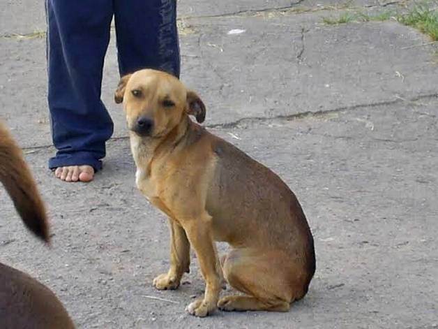 Vira-lata caramelo pode virar patrimônio imaterial do Brasil; entenda