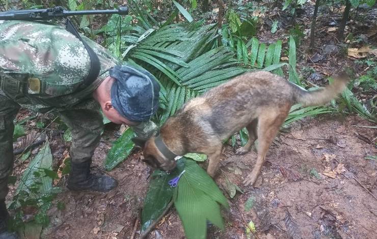 Bebê e crianças que sobreviveram a queda de avião são encontradas 17 dias depois perdidas na Amazônia