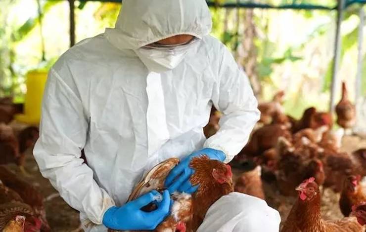 Centro de vigilância sanitária emite alerta de Gripe Aviária para a Bahia