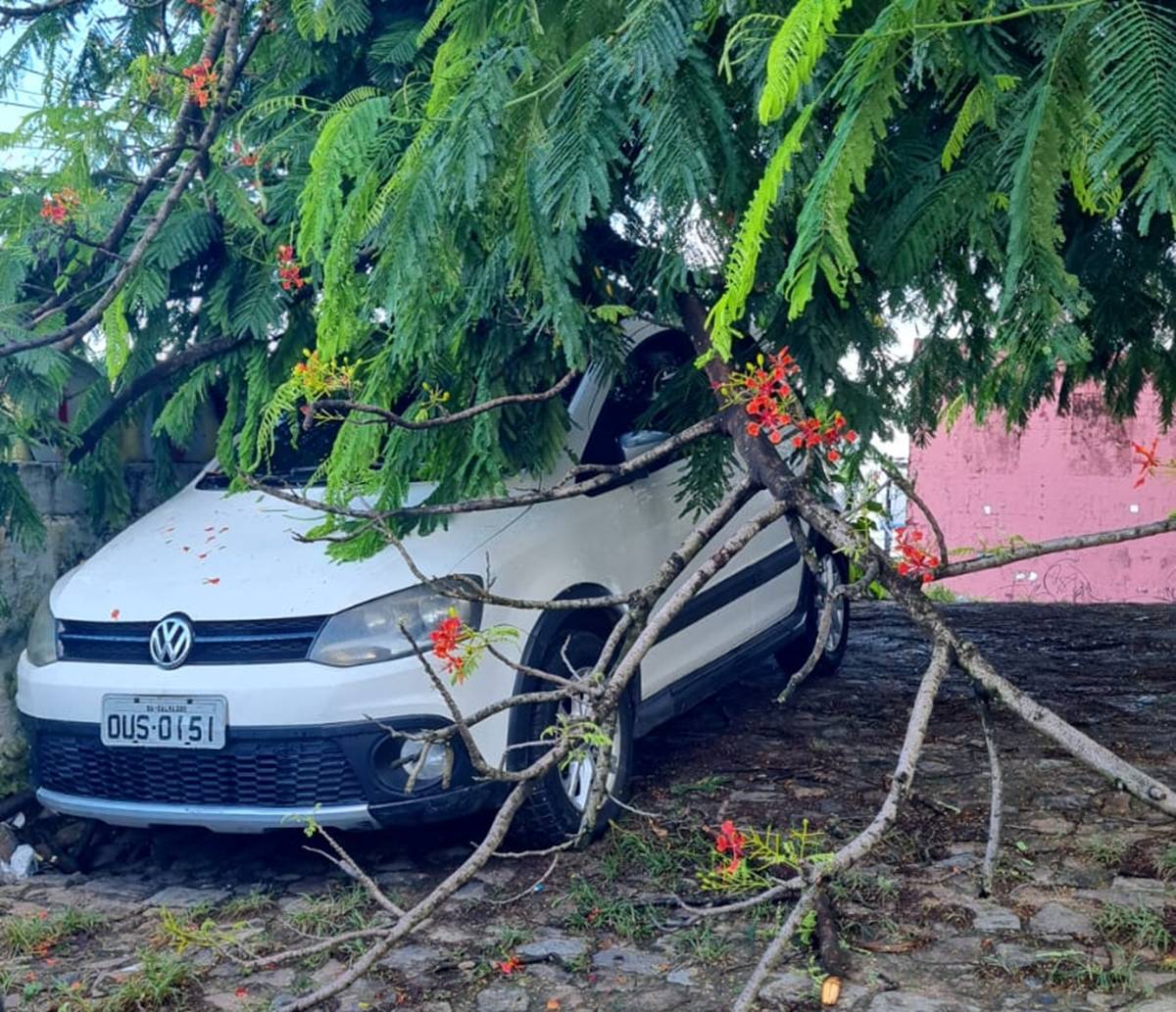 Árvore cai sobre carro no bairro da Calçada, em Salvador