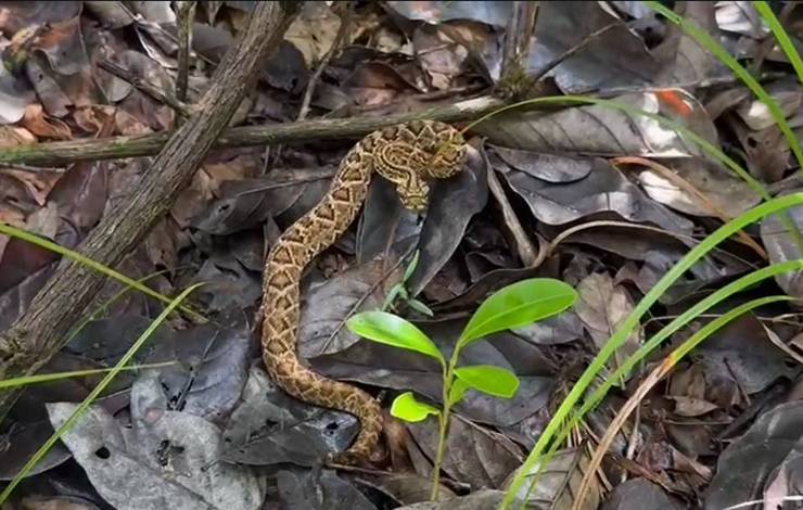 Animais silvestres recuperados pelo Cetas são soltos em reserva na Bahia