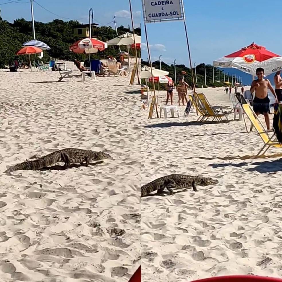 Jacaré caminha entre banhistas e vai para o mar em praia de Florianópolis