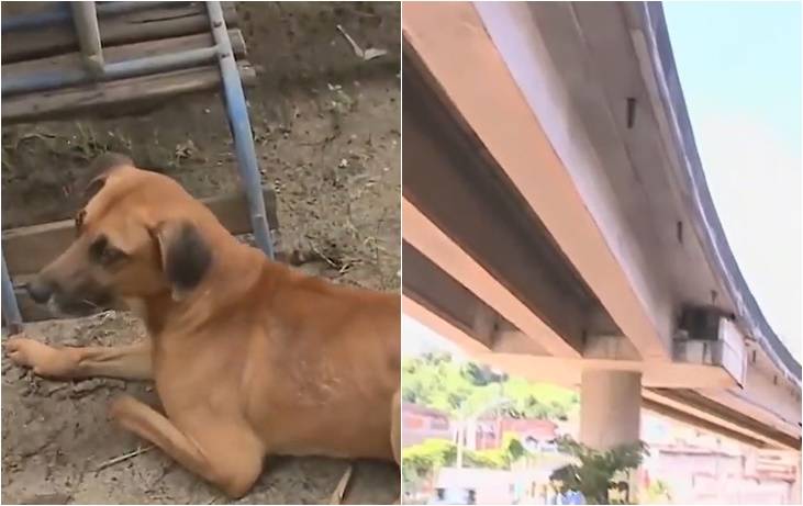 MP pede instalação de câmeras em viaduto para evitar maus-tratos contra animais