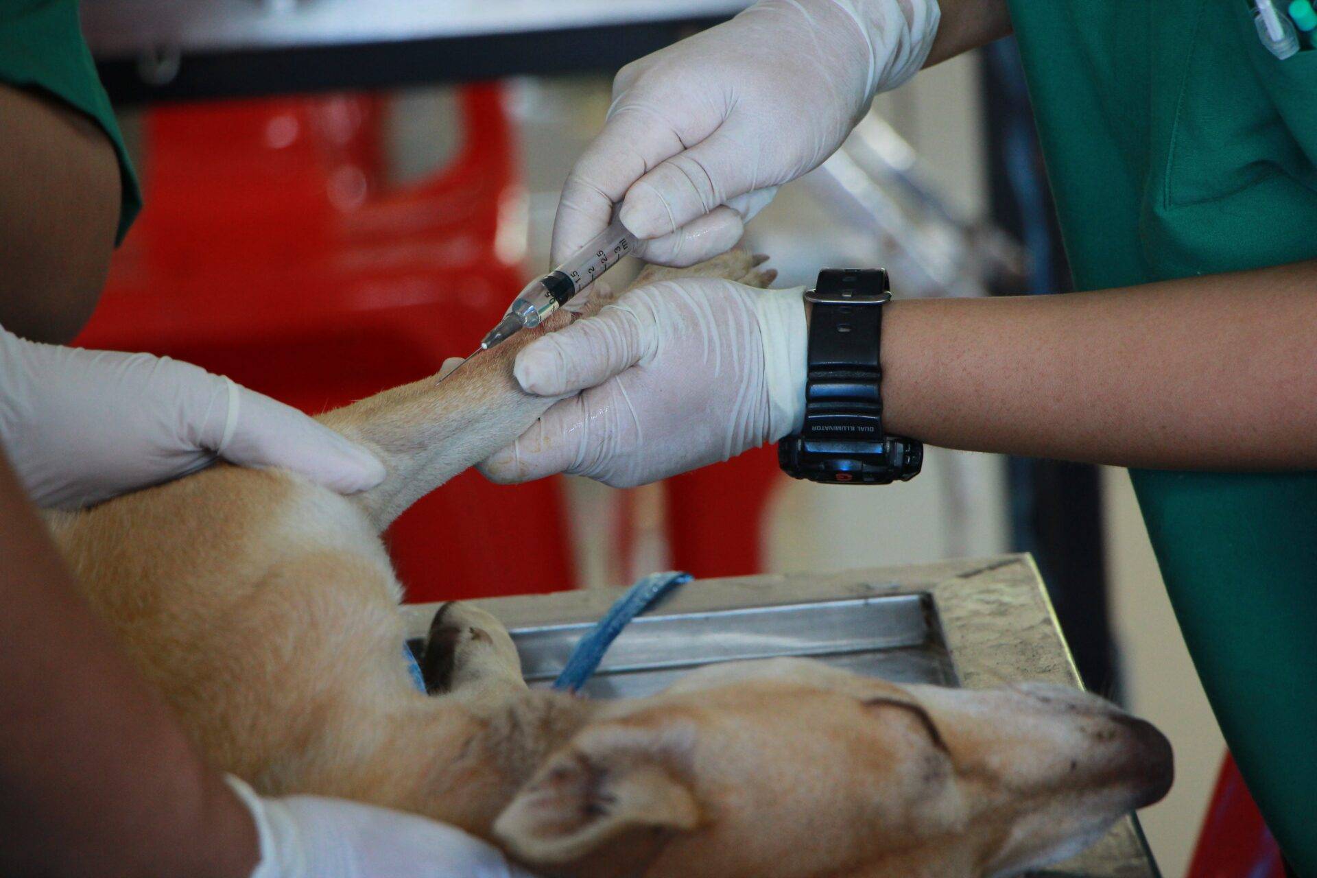 Prefeitura abre processo seletivo para contratação de médicos veterinários; salário é de R$ 4.160