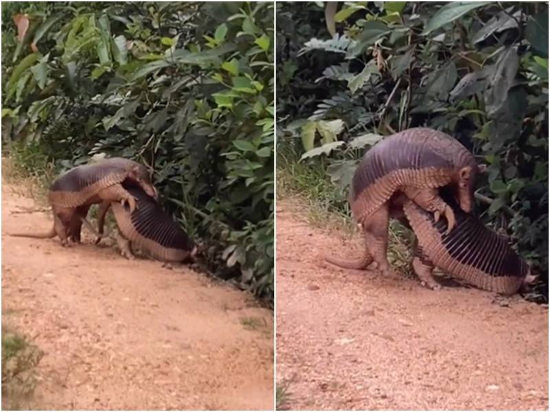 Vídeo de tatus-canastras acasalando viraliza; "raríssimo", diz instituto